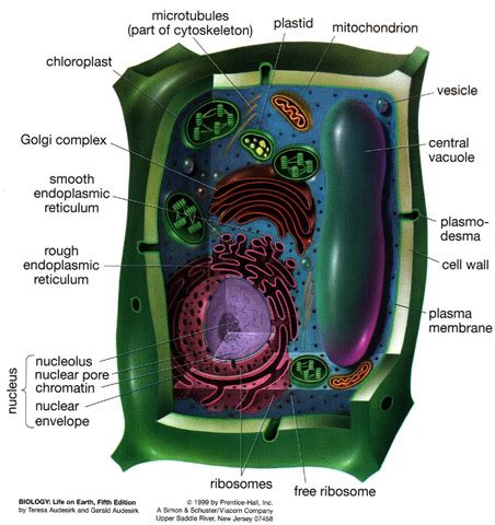 The key function is this membrane is to preserve food and. Prokaryotic vs Eukaryotic Cells | CourseNotes