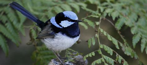 7 Tiny Birds To Look For In South Australia Good Living