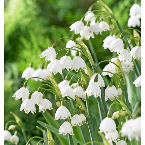 Snowbell Flowers Snowbell Bulbs And More White Flower Farm