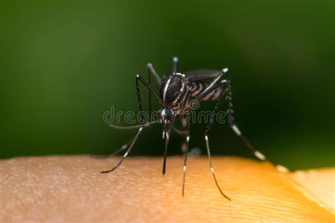 Macro Of Mosquito Aedes Aegypti Sucking Blood Stock Image Image Of