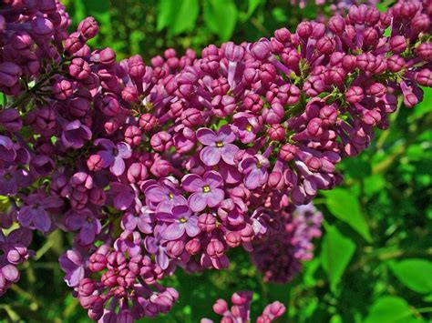 Daphne bholua colorati fiori da giardino invernali. Lillà: pianta e sue proprietà - Idee Green