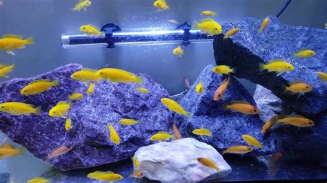 20 Gallon African Cichlids Fish Tank Youtube