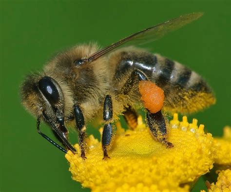 Montana Wildlife Gardener On Honey Bees As Pollinators For A Native