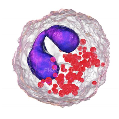 Illustration Of Eosinophil White Blood Cell With Purple Lobed Nuclei
