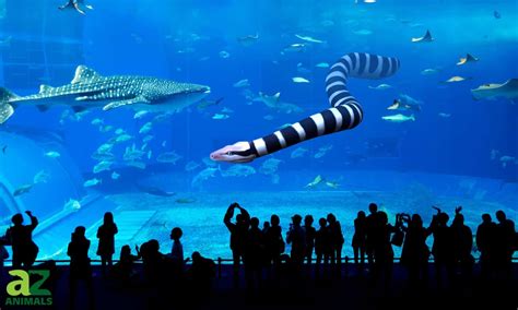 The Largest Sea Snake Ever Discover An Ancient 40 Foot Long Giant A