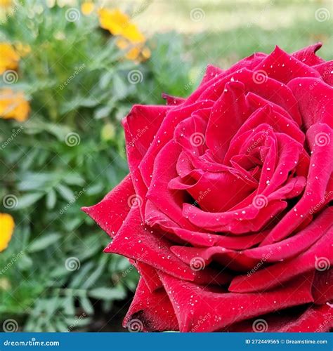 Good morning sun stock image. Image of blossom, morning - 272449565