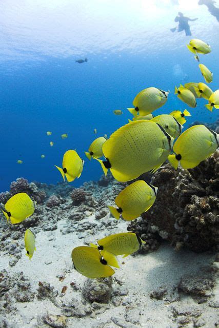 Maui Snorkeling And Snuba Aboard The Lani Kai Deep Sea Creatures