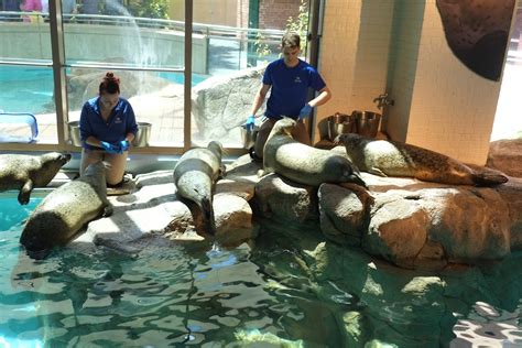 Go Fish Car Show At Aquarium Makes A Big Splash