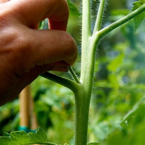 This Is How And Why You Should Prune Tomato Plants Pruning Tomato