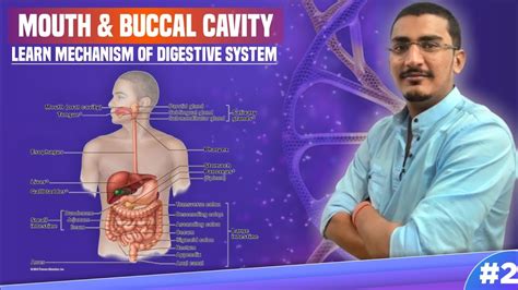 Digestive System Of Human Being Mouth And Buccal Cavity Life