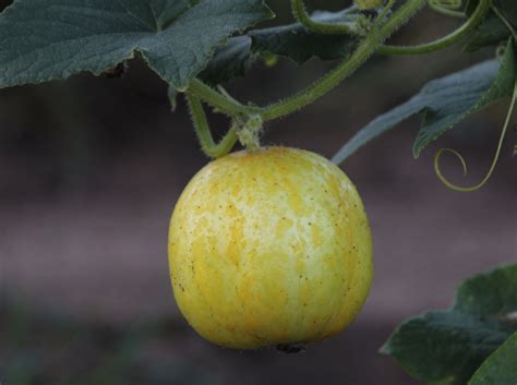 How To Grow And Care For Lemon Cucumbers