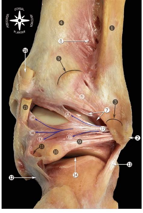 Posterior View Of The Anatomic Dissection Of The Ankle Ligaments My