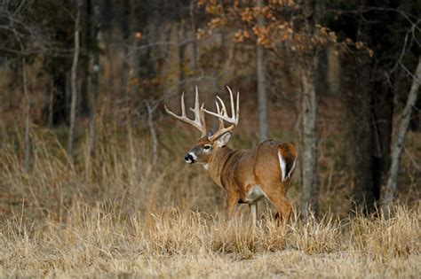 Ranking The 29 Whats The Toughest Big Game Animal To Hunt Air Gun