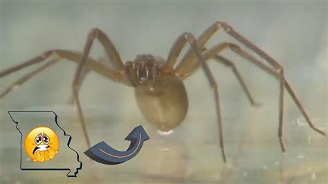 Missouri Warns How To Identify A Deadly Brown Recluse Spider