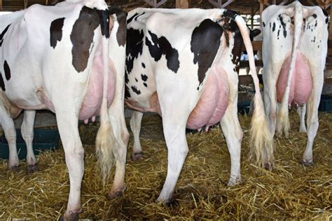 Dairy Cow Nutrition And Mastitis Dairy Global
