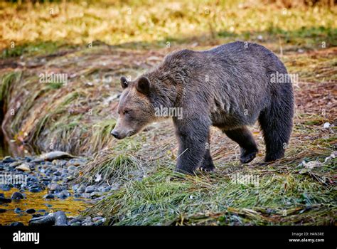 Grizzly Bear Ursus Arctos Horribilis Great Bear Rainforest Knight