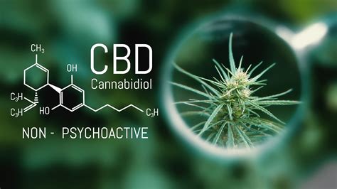What Is Cbd Complete Guide To Cannabidiol Cbdws