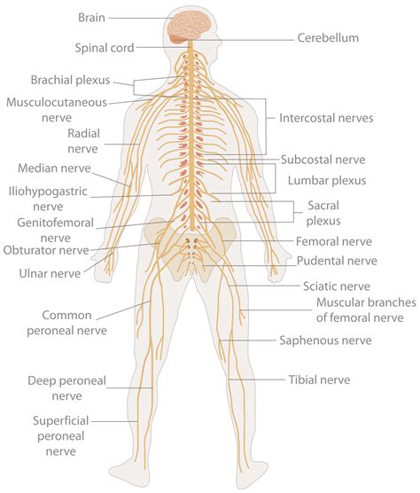 Organ system - Wikipedia