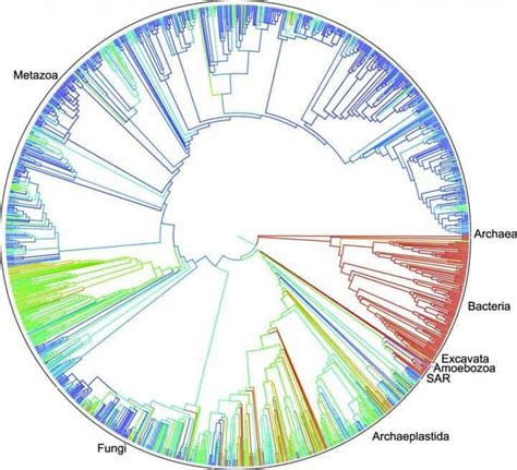 Scientific Tree Of Life For All Species Developed