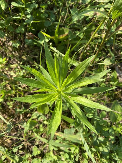 Marestail Weed Id Wednesday Nc Cooperative Extension
