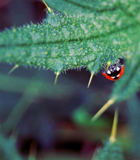 Free Images Nature Leaf Flower Animal Green Insect Ladybug