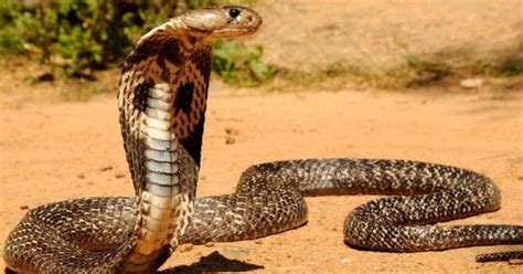 88 arti mimpi digigit ular kobra di kaki kanan kiri dan tangan lengkap mimpi ular terbang