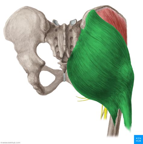 An Image Of The Muscles And Their Corresponding Structures In Color
