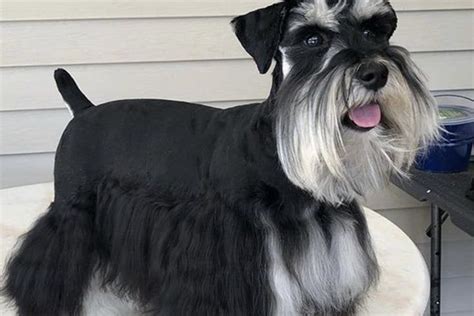 Cute Schnauzer Haircut Ideas All The Different Types And Styles Black Mini Schnauzer