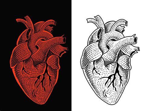 Illustration Vector Human Heart With Engraving Style 4246773 Vector Art