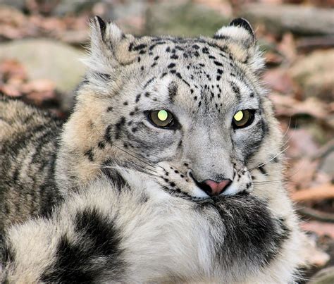 Snow Leopards Love Their Tail Democratic Underground
