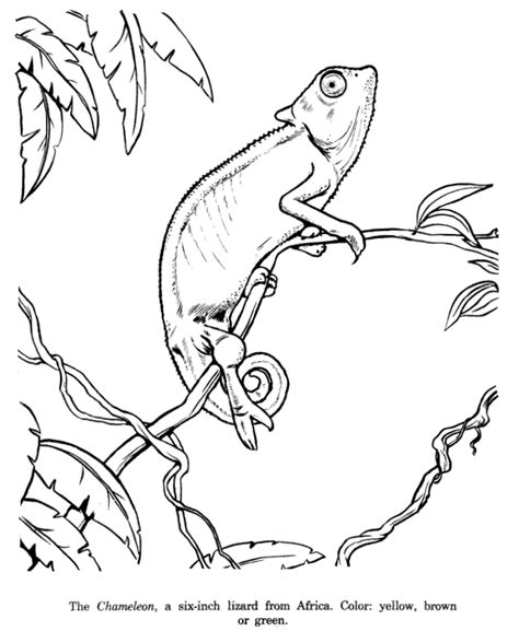 Chameleon Drawing And Coloring Page Snake Coloring Pages Free Adult