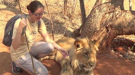 Angie Petting A Lion In Zambia August 9th 2014 Pets Animals Zambia