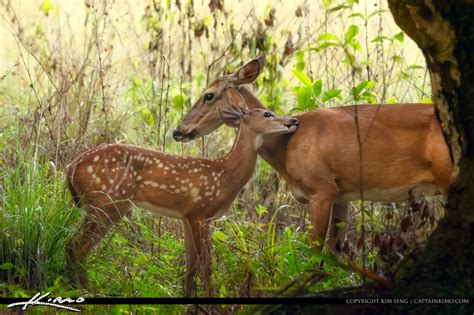 Mother Deer And Fawn Riverbend Park Jupiter Florida Hdr Photography