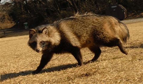 The Japanese Raccoon Dog Also Known As The Tanuki Is A Subspecies Of