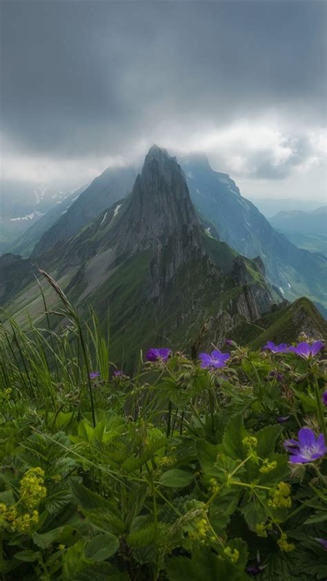 Wallpaper Switzerland Appenzell Alps Flowers Mountains Clouds Fog