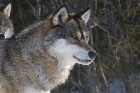 The symbolic wolf: Competing visions of the European landscapes