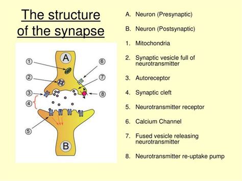 How Synapses Work Synapse Structure