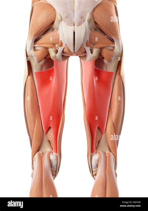 Medically Accurate Illustration Of The Adductor Magnus Stock Photo Alamy