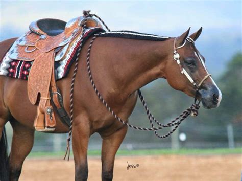 American Quarter Horse Quarter Horses Cowboy Horse Horse Tack Horse