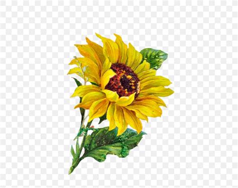 Common Sunflower Clip Art Png 582x648px Flower Art Autumn Blog