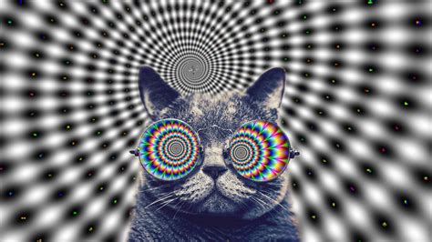 Trippy Cat Wallpapers Top Free Trippy Cat Backgrounds Wallpaperaccess