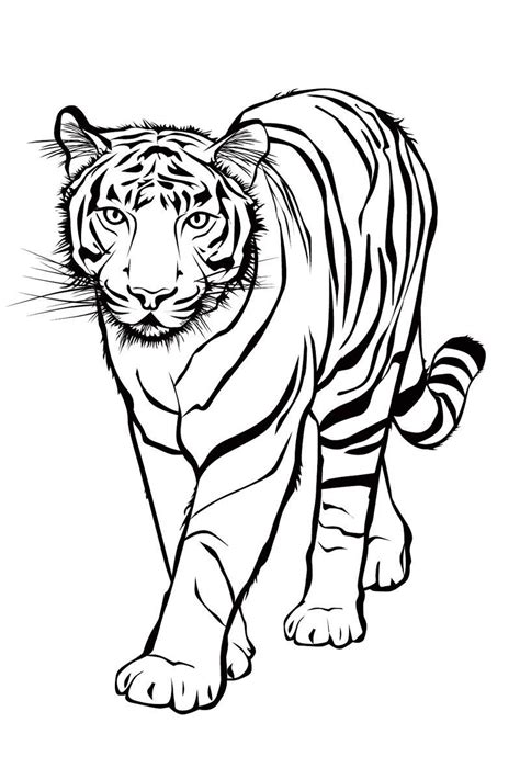 Ausmalbilder Tiere Tigers Tiger Ausdrucken Ausmalbilder