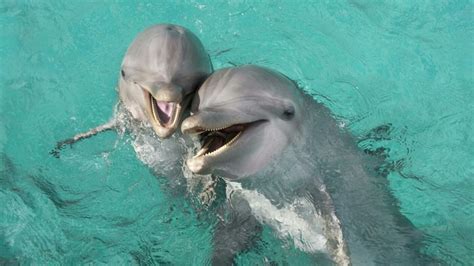 Прекрасные дельфины 50 фото Фотографии дельфинов Описание вида