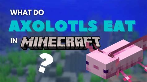 What Do Axolotls Eat In Minecraft The Lost Gamer