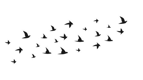 Pájaros Volando Vectores Png Imágenes Transparentes Pngtree