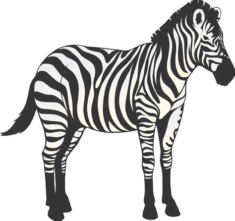 Cartoon Picture Of Zebra Clip Art Library