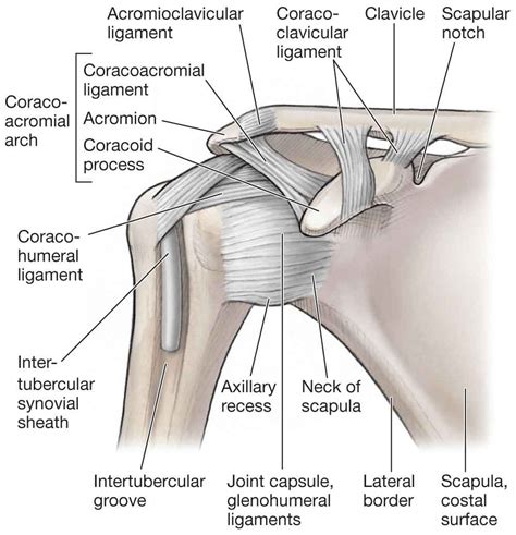 Shoulder Tendon Anatomy Diagram Glenohumeral Shoulder Joint Bones