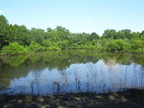 Green county kentucky land for sale 305 acres with cabin listing id: fishing-pond-property-for-sale-in-south-georgia - Agri ...