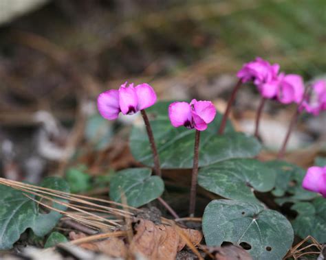 Ohne sommerruhe bilden die pflanzen keine neuen blütenknospen. Alpenveilchen Pflege Und Standort - Blogdejust