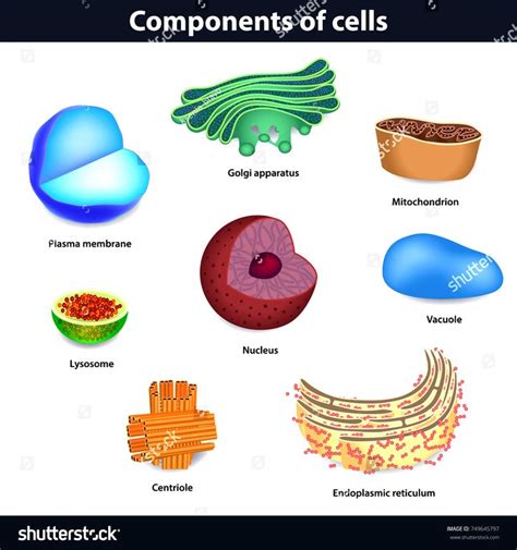 Components Human Cells Vector Illustration Lysosome Stock Vector